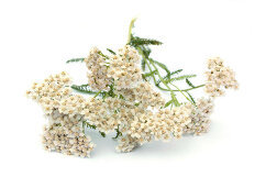 Extract, yarrow (the Composition of the Detoxic)