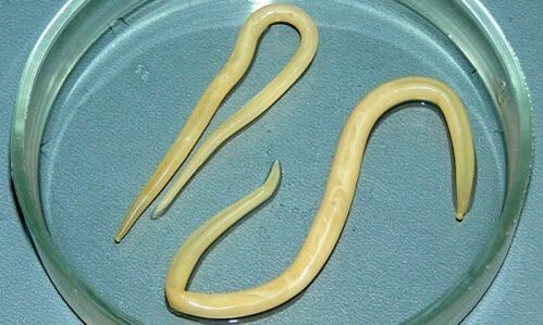 roundworm of the human body