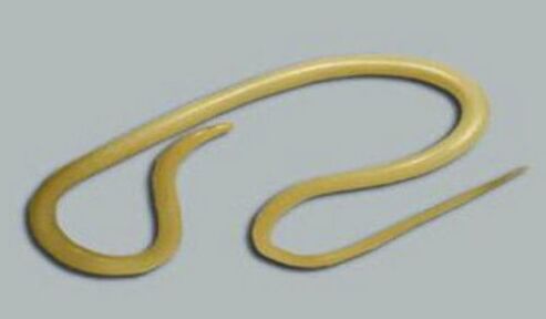 roundworm of the human body