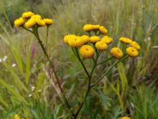 The impact of tansy for worm infestations