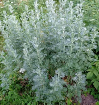 Wormwood from worms